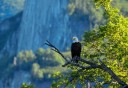 Photo of majestic eagle